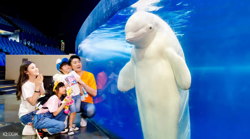 การแสดง Beluga Show ที่ Chimelong Ocean Kingdom จูไห่ วาฬเบลูกาสีขาวหน้ากระจกอควาเรียม