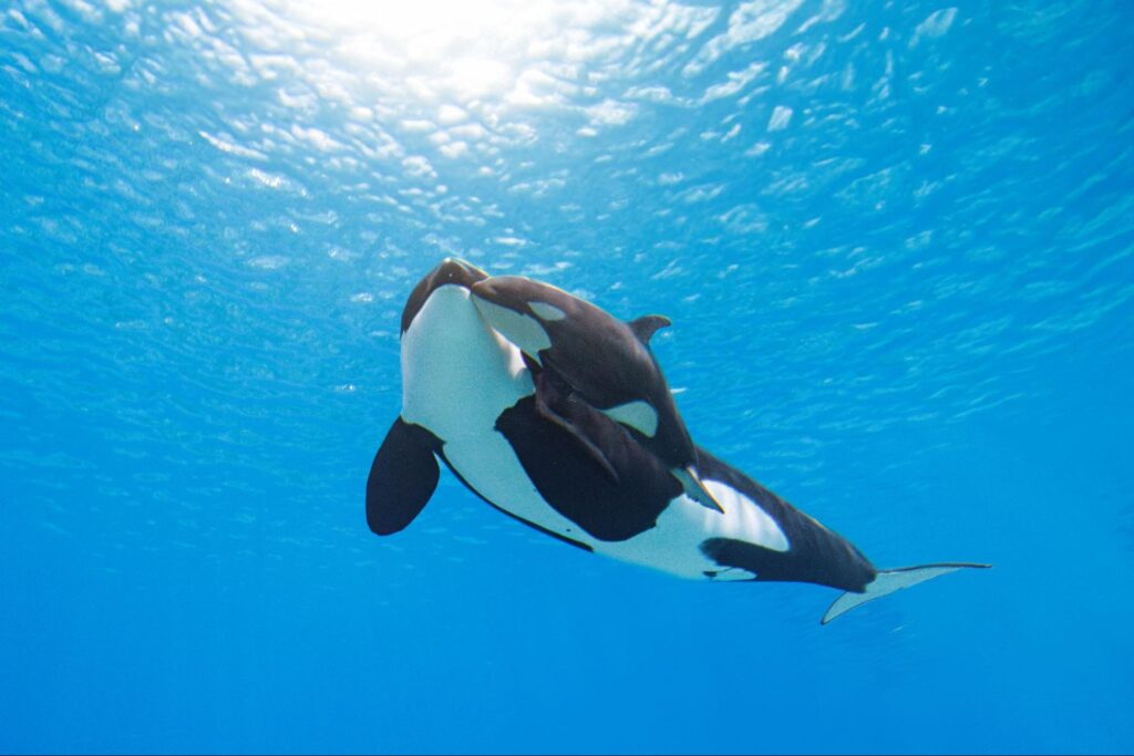 วาฬเพชรฆาต (Orca) ว่ายน้ำใต้น้ำสีฟ้าใส ภายในโซน Orca Stadium ชั้นบนของ Chimelong Spaceship จูไห่