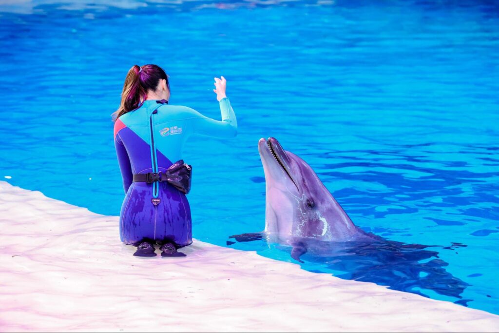 การแสดงโชว์โลมาที่ Chimelong Ocean Kingdom จูไห่ ผู้ฝึกส่งสัญญาณมือให้โลมาปากขวดในสระอควาเรียมสีฟ้าใส