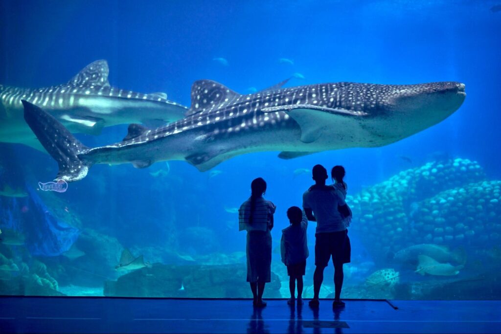 โชว์ฉลามวาฬ Whale Shark Exhibit ปลาที่มีขนาดใหญ่ที่สุดในโลก มีจุดสีขาวและลายเส้นพาดตามลำตัวเป็นเอกลักษณ์ ที่ Chimelong Ocean Kingdom (จูไห่)